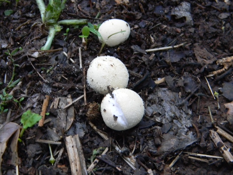 Prevalenza legnicoli sotto Castagno Leccio Quercia 28.10.11