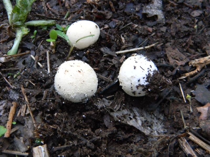 Prevalenza legnicoli sotto Castagno Leccio Quercia 28.10.11