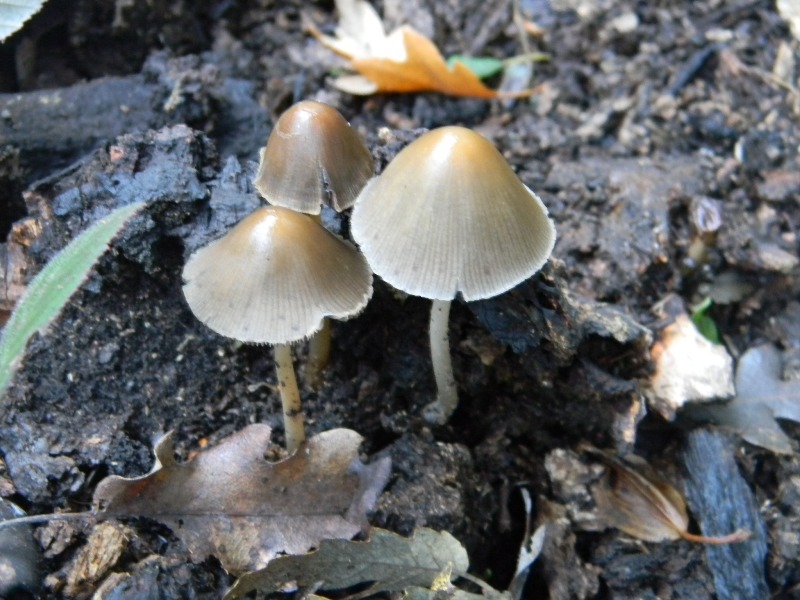 Prevalenza legnicoli sotto Castagno Leccio Quercia 28.10.11