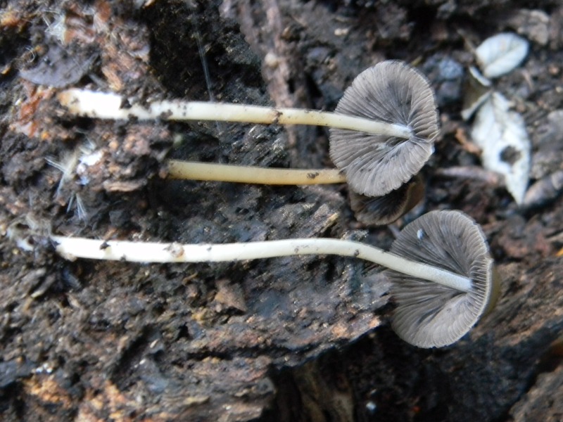 Prevalenza legnicoli sotto Castagno Leccio Quercia 28.10.11