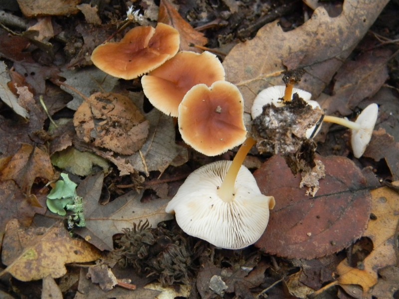 Prevalenza legnicoli sotto Castagno Leccio Quercia 28.10.11