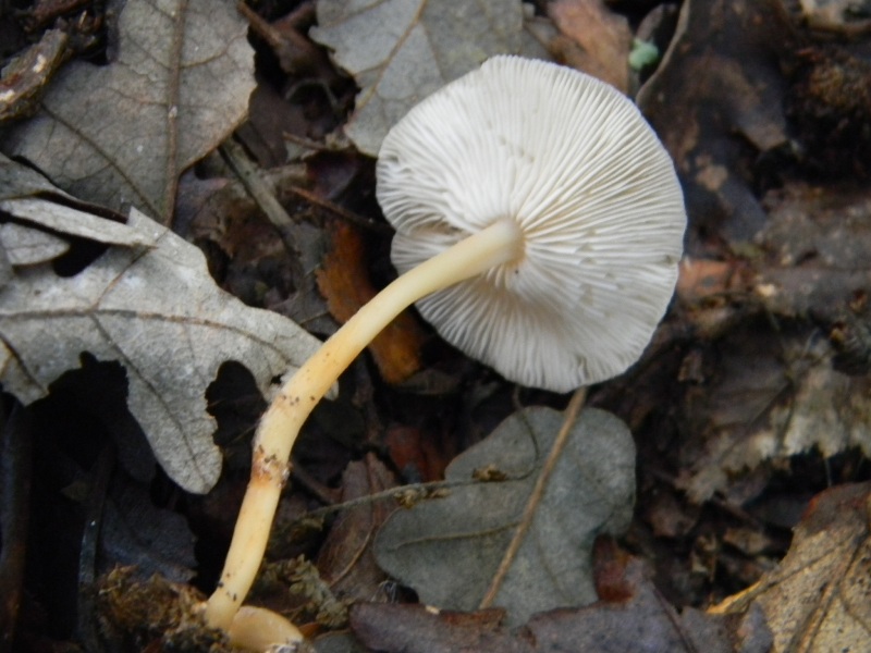 Prevalenza legnicoli sotto Castagno Leccio Quercia 28.10.11