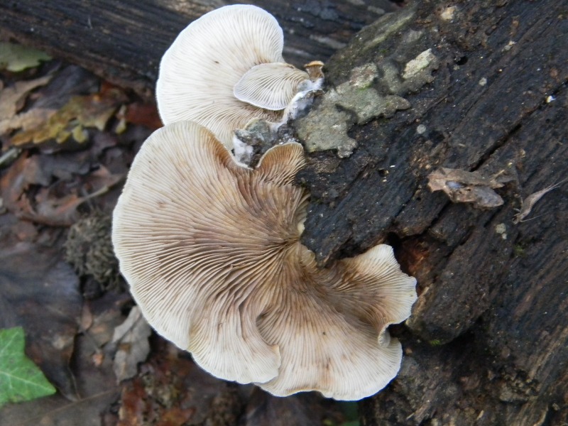 1)Ritrov.sotto Castagno Faggio Leccio 28.10.2011.