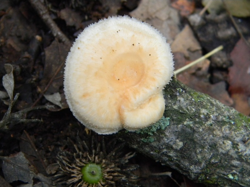 1)Ritrov.sotto Castagno Faggio Leccio 28.10.2011.