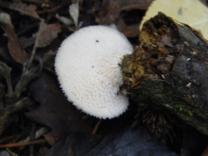 1)Ritrov.sotto Castagno Faggio Leccio 28.10.2011.