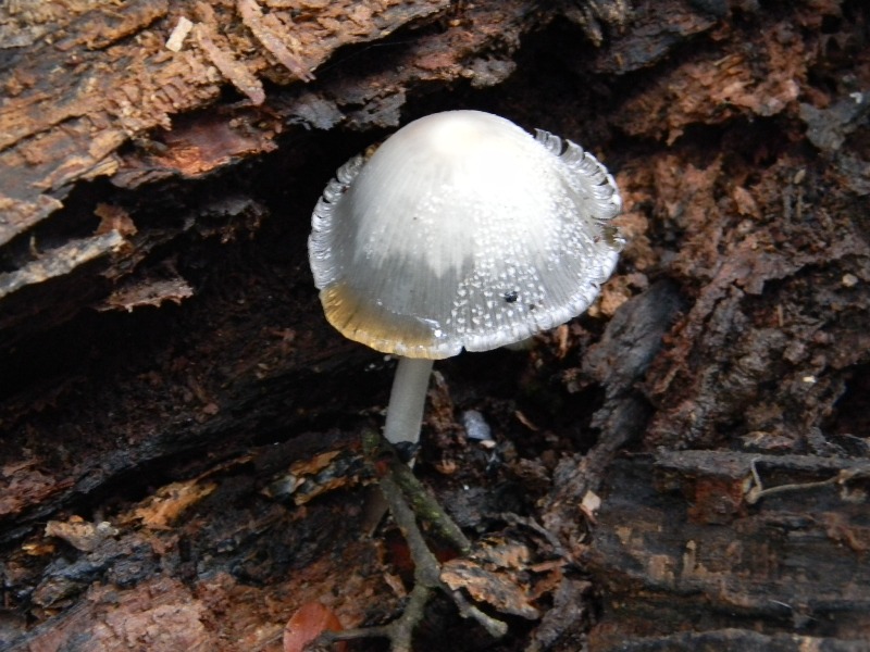 1)Ritrov.sotto Castagno Faggio Leccio 28.10.2011.