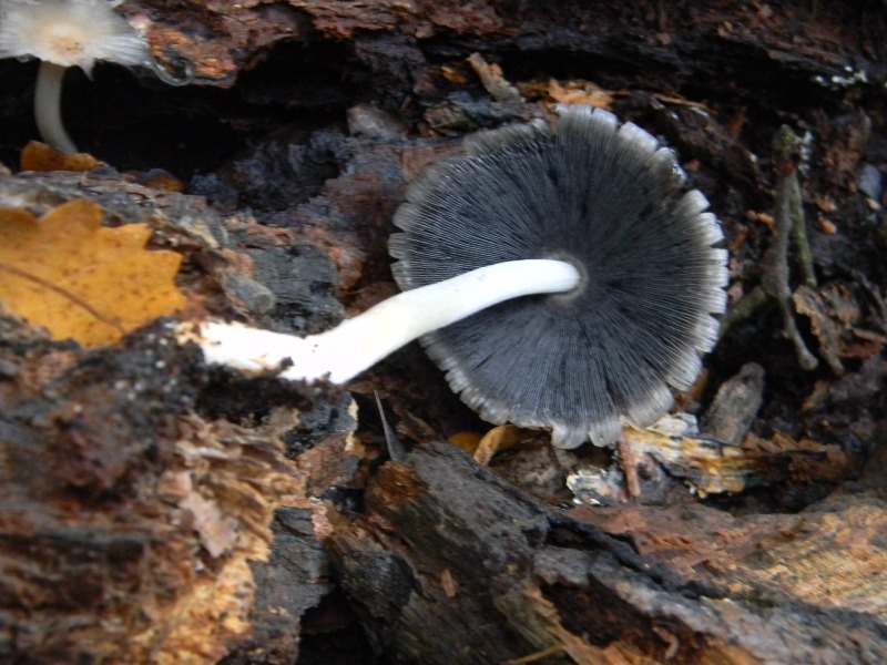 1)Ritrov.sotto Castagno Faggio Leccio 28.10.2011.