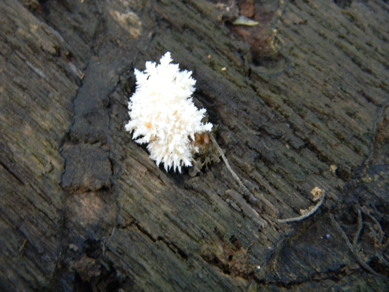 1)Ritrov.sotto Castagno Faggio Leccio 28.10.2011.