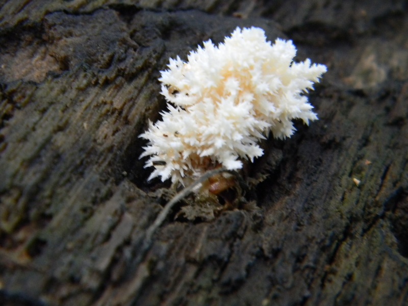 1)Ritrov.sotto Castagno Faggio Leccio 28.10.2011.