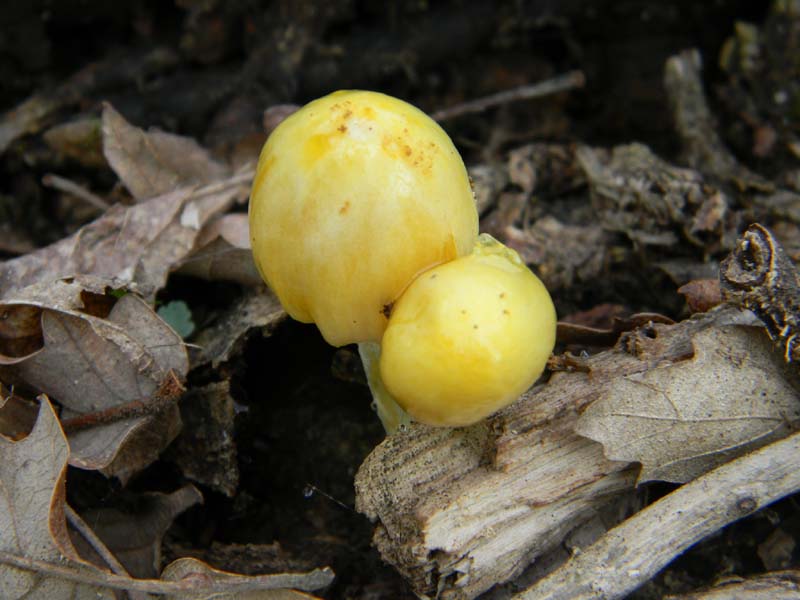 Alcuni ritrovamenti del 5.04.2011.sotto Quercia