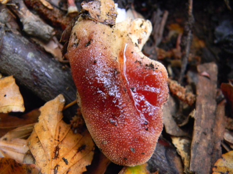 1)Ritrov.sotto Castagno Faggio Leccio 28.10.2011.