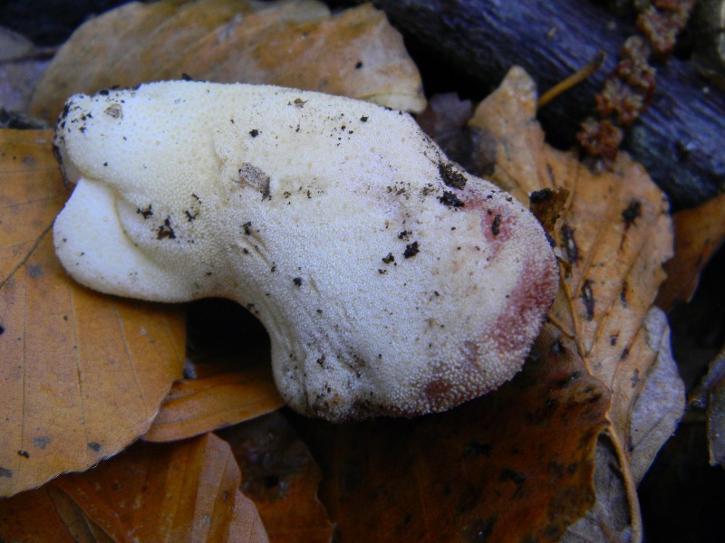 1)Ritrov.sotto Castagno Faggio Leccio 28.10.2011.