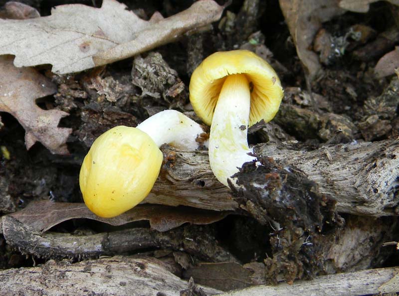 Alcuni ritrovamenti del 5.04.2011.sotto Quercia