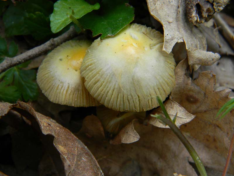 Alcuni ritrovamenti del 5.04.2011.sotto Quercia