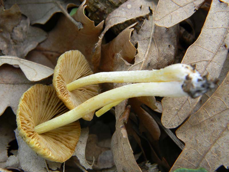 Alcuni ritrovamenti del 5.04.2011.sotto Quercia