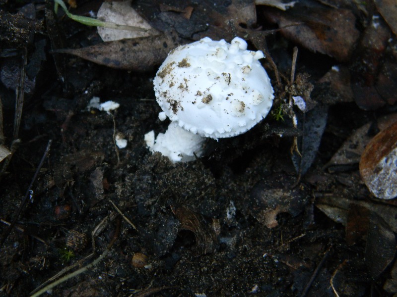 Ritrovamenti del 1.11.2011.sotto leccio e pino marino
