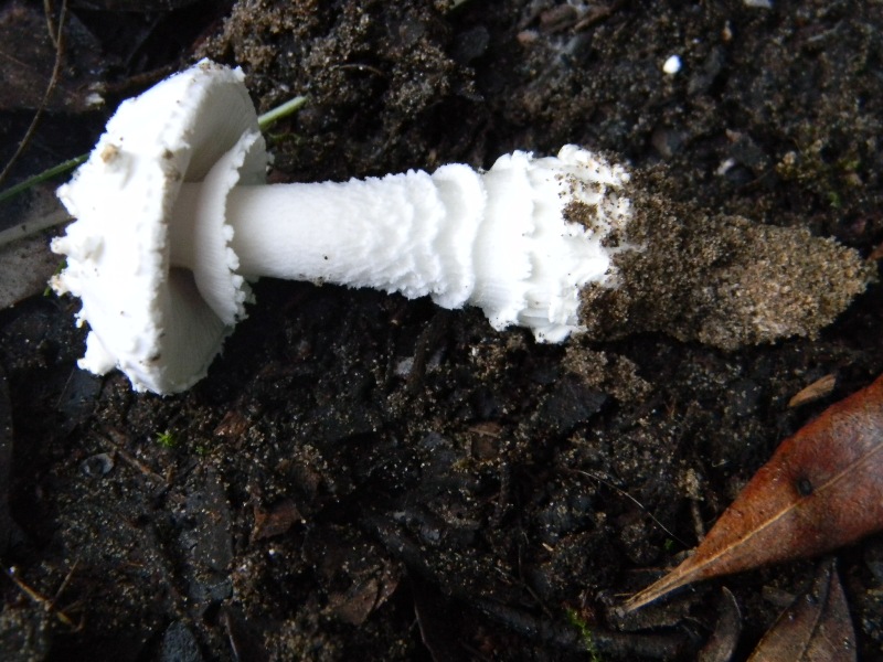 Ritrovamenti del 1.11.2011.sotto leccio e pino marino