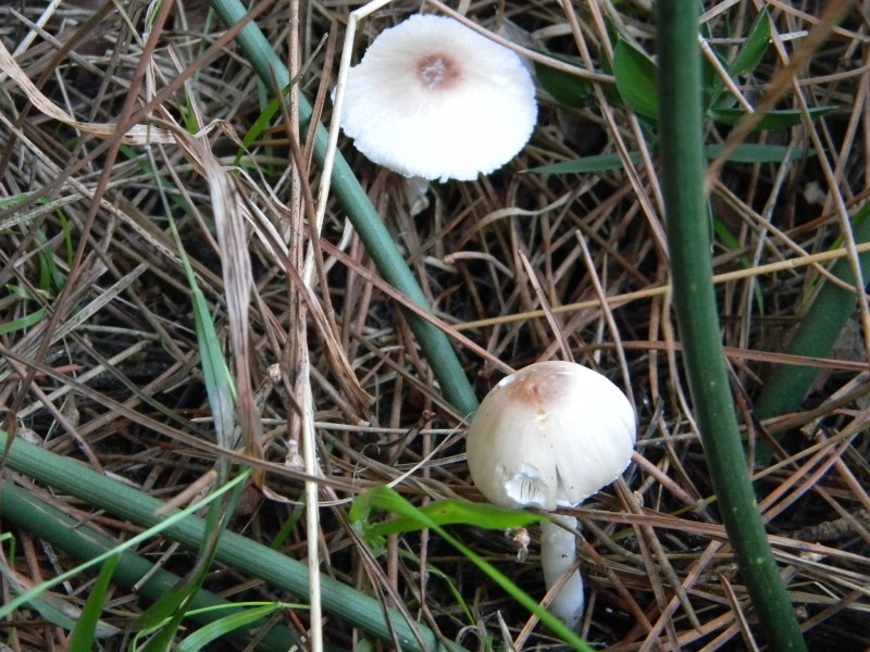 Ritrovamenti del 1.11.2011.sotto leccio e pino marino