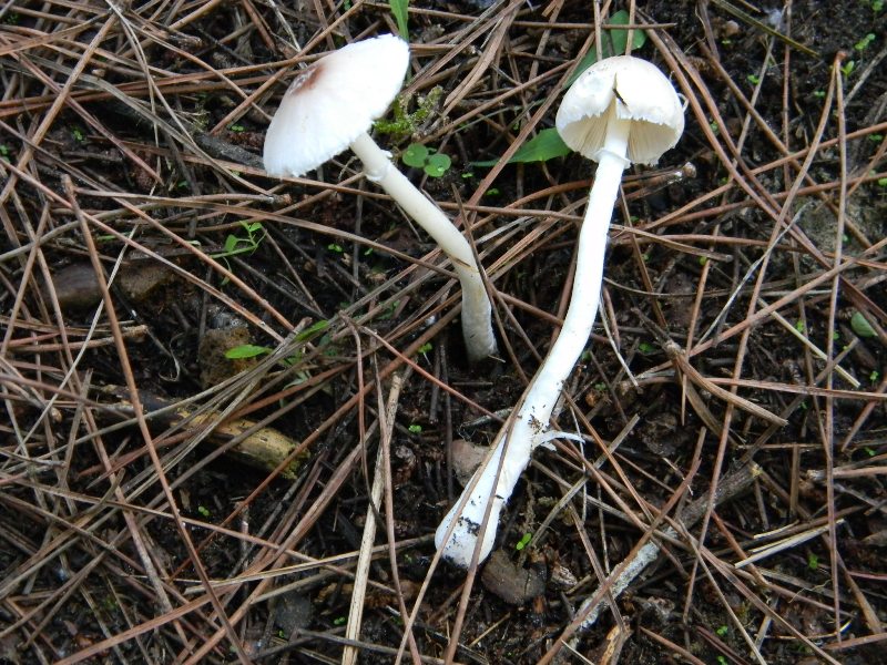 Ritrovamenti del 1.11.2011.sotto leccio e pino marino