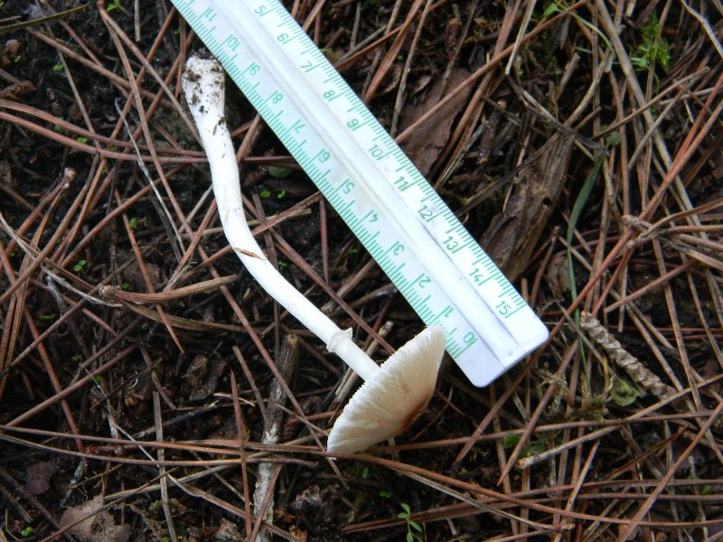 Ritrovamenti del 1.11.2011.sotto leccio e pino marino