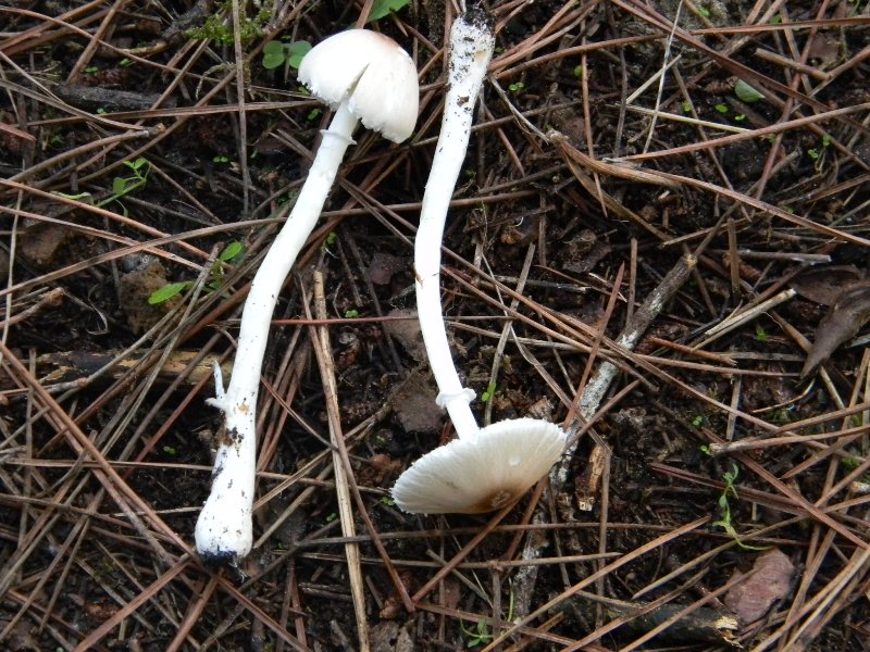 Ritrovamenti del 1.11.2011.sotto leccio e pino marino