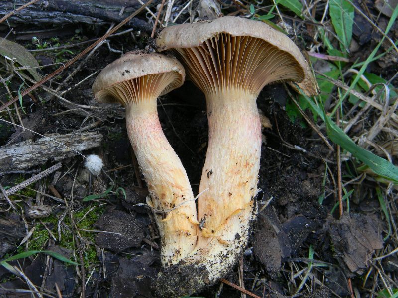 Ritrovamenti del 1.11.2011.sotto Leccio e Pino marino (2)