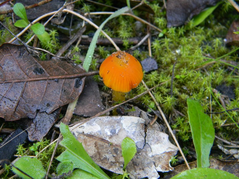 Ritrovamenti del 1.11.2011.sotto Leccio e Pino marino (2)