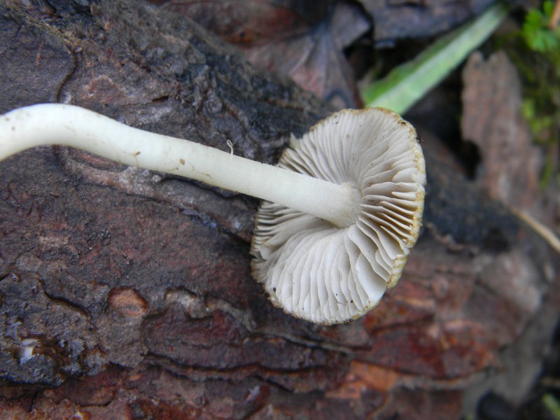 Ritrovamenti del 1.11.2011.sotto Leccio e Pinomarino (3)