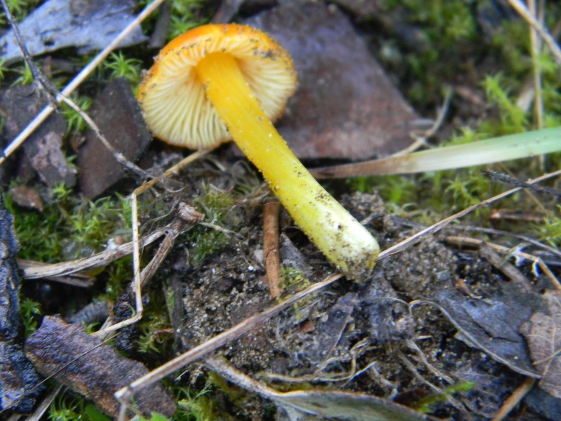 Ritrovamenti del 1.11.2011.sotto Leccio e Pino marino (2)