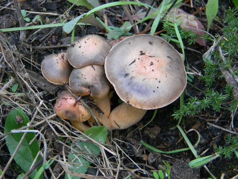 Ritrovamenti del 1.11.2011.sotto Leccio e Pino marino (2)