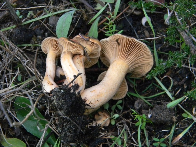 Ritrovamenti del 1.11.2011.sotto Leccio e Pino marino (2)