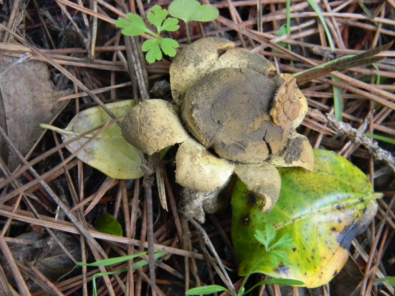 Ritrovamenti del 1.11.2011.sotto Leccio e Pinomarino (3)
