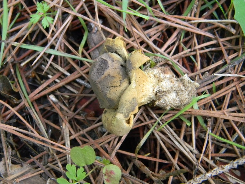 Ritrovamenti del 1.11.2011.sotto Leccio e Pinomarino (3)