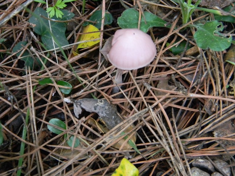 Ritrovamenti del 1.11.2011.sotto Leccio e Pinomarino (3)