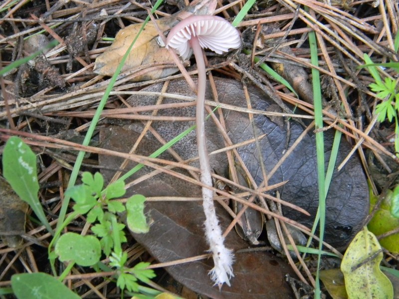 Ritrovamenti del 1.11.2011.sotto Leccio e Pinomarino (3)