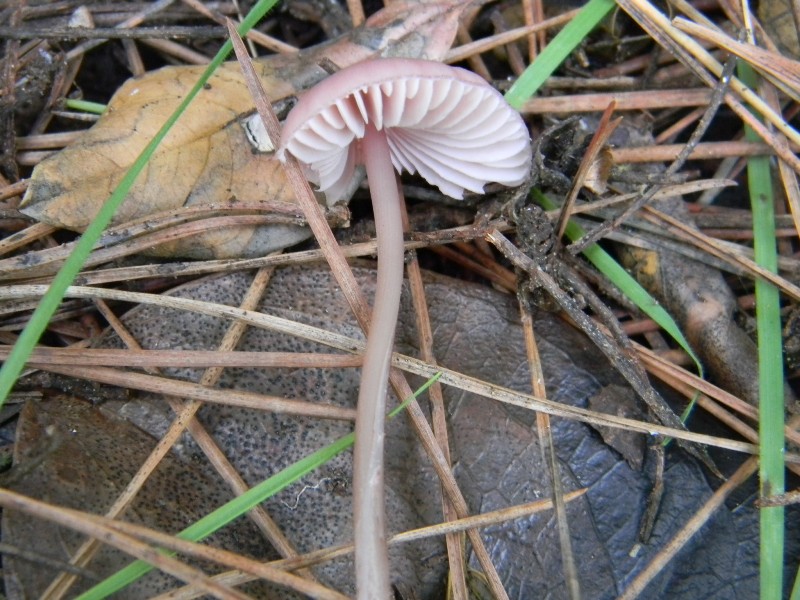 Ritrovamenti del 1.11.2011.sotto Leccio e Pinomarino (3)