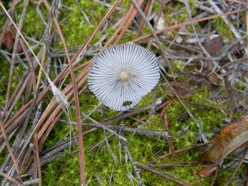 Ritrovamenti del 1.11.2011.sotto Leccio e Pinomarino (3)