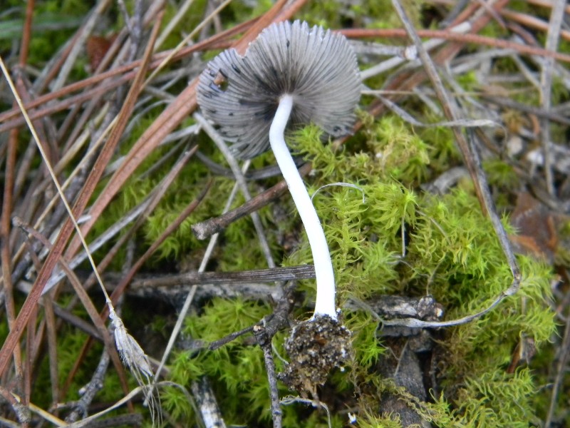 Ritrovamenti del 1.11.2011.sotto Leccio e Pinomarino (3)