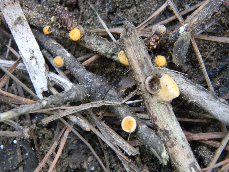 Ritrovamenti del 1.11.2011.sotto leccio e pino marino