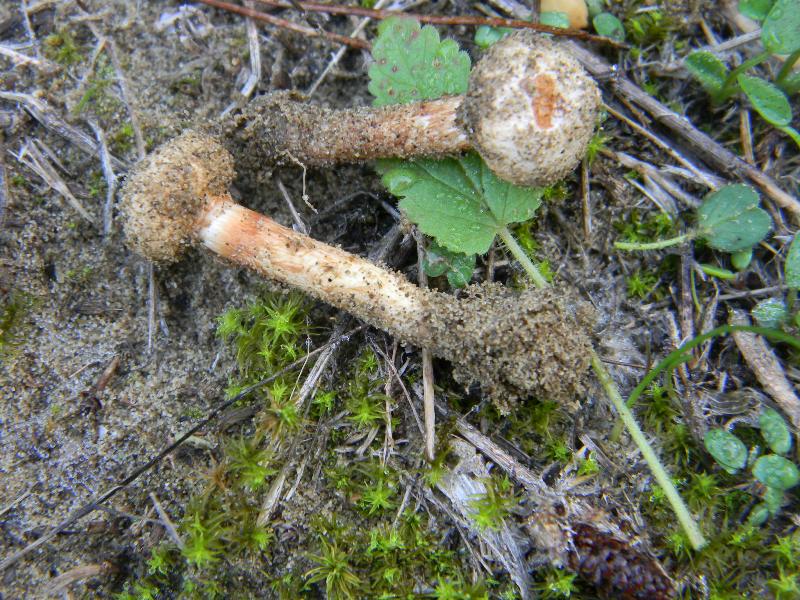 Ritrovamenti del 1.11.2011.sotto Leccio e Pinomarino (3)