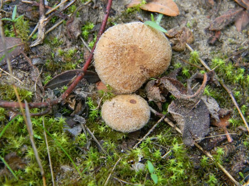 Ritrovamenti del 1.11.2011.sotto Leccio e Pino  marino(4)