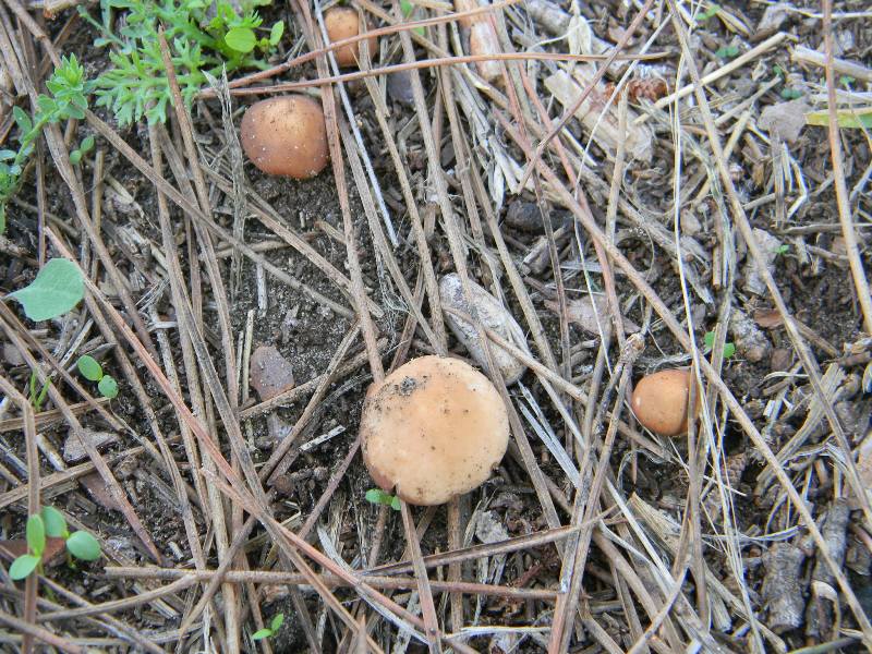 Ritrovamenti del 1.11.2011.sotto Leccio e Pino  marino(4)