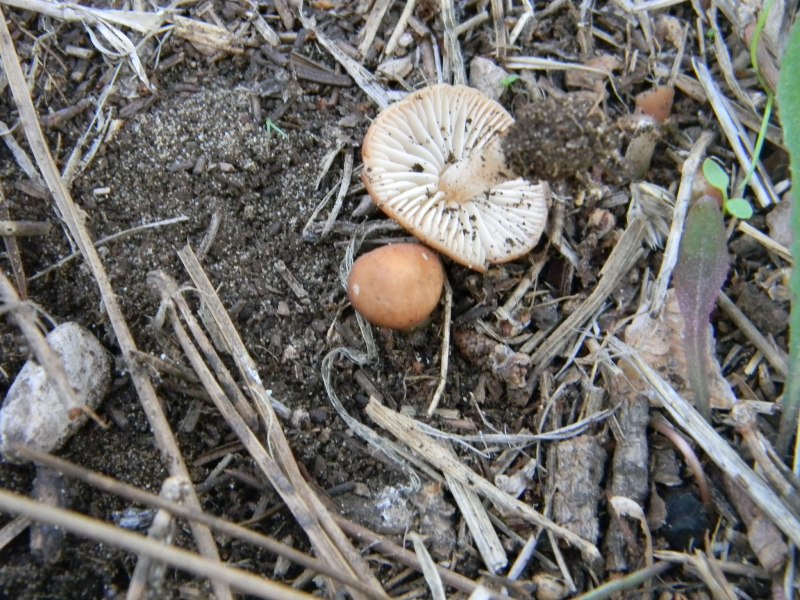 Ritrovamenti del 1.11.2011.sotto Leccio e Pino  marino(4)