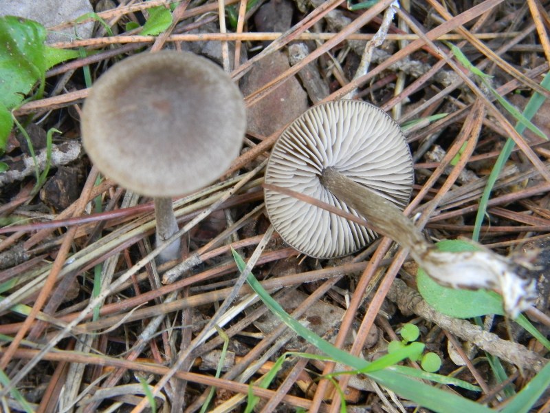 Ritrovamenti del 1.11.2011.sotto Leccio e Pino  marino(4)