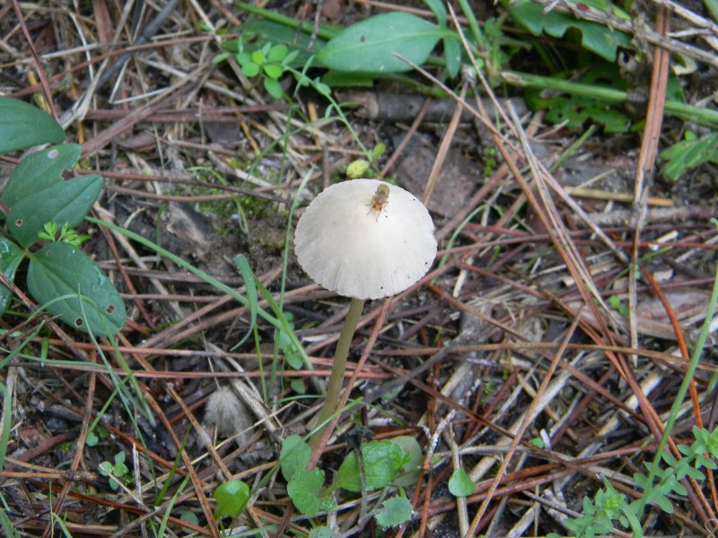 Ritrovamenti del 1.11.2011.sotto Leccio e Pino  marino(4)