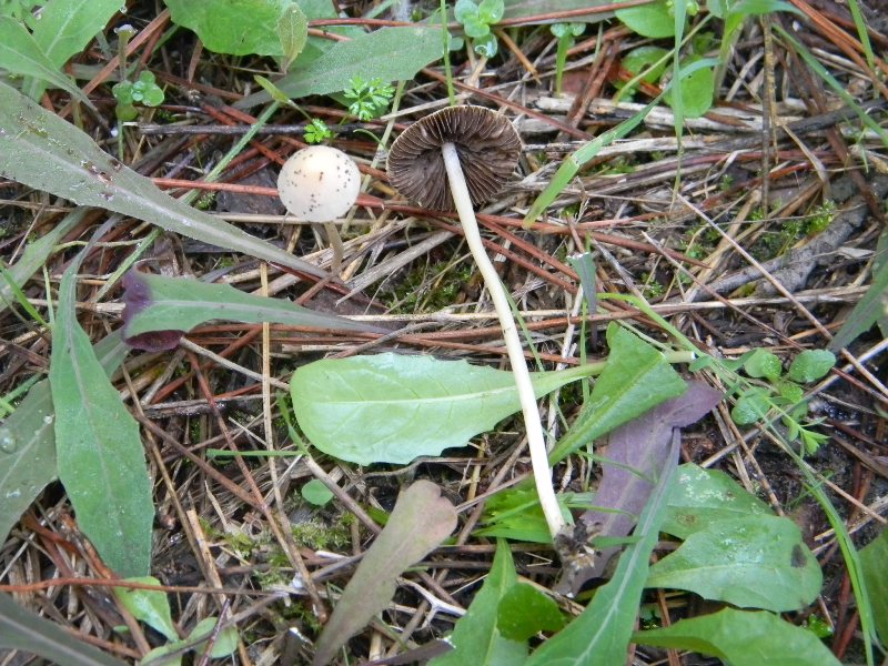 Ritrovamenti del 1.11.2011.sotto Leccio e Pino  marino(4)