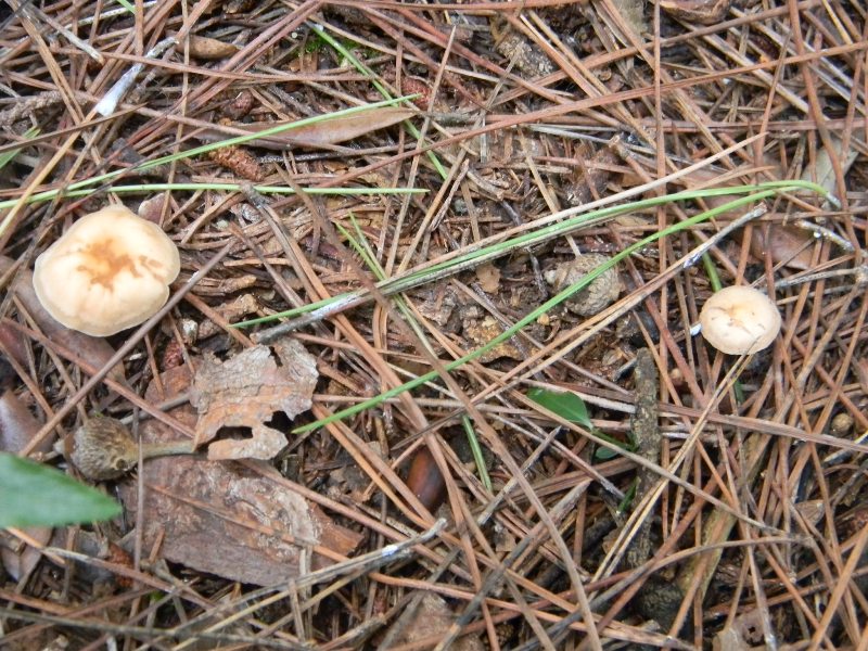 Ritrovamenti del 1.11.2011.sotto Leccio e Pino  marino(4)