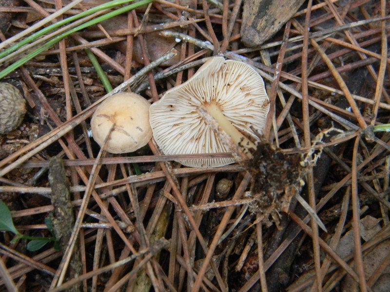 Ritrovamenti del 1.11.2011.sotto Leccio e Pino  marino(4)