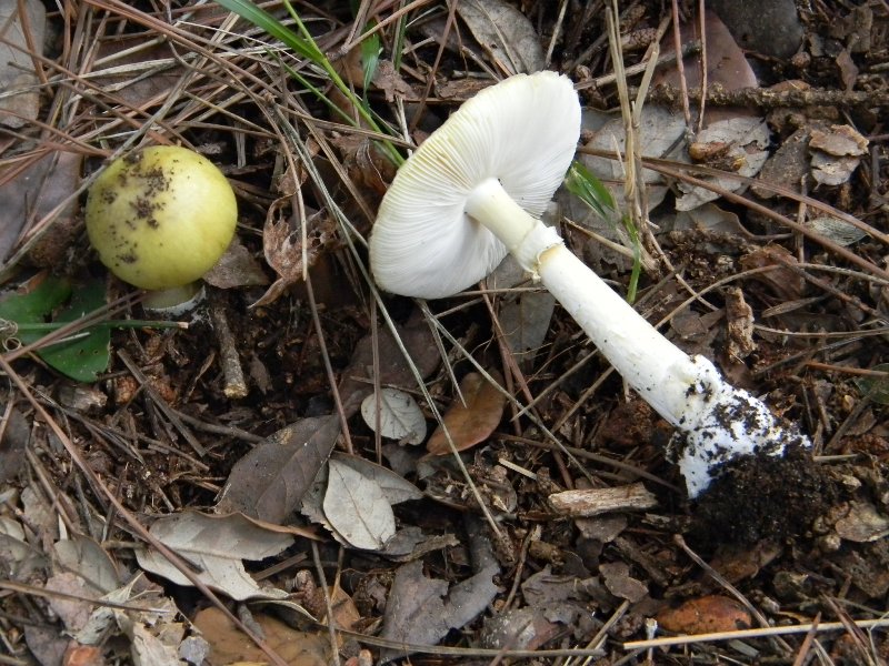 Ritrovamenti del 1.11.2011.sotto Leccio e Pino marino (2)