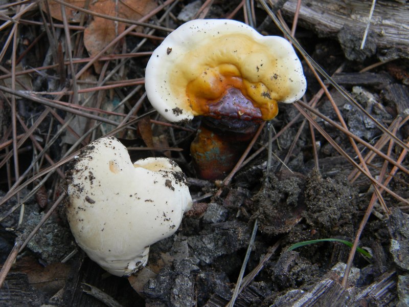 Ritrovamenti del 1.11.2011.sotto Leccio e Pino marino (2)